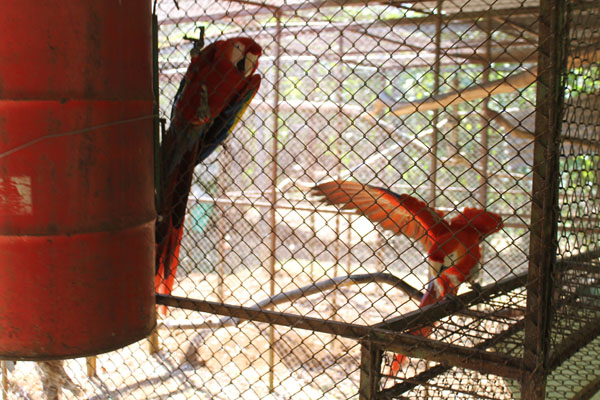 A pair of breeding Scarlet Macaws.