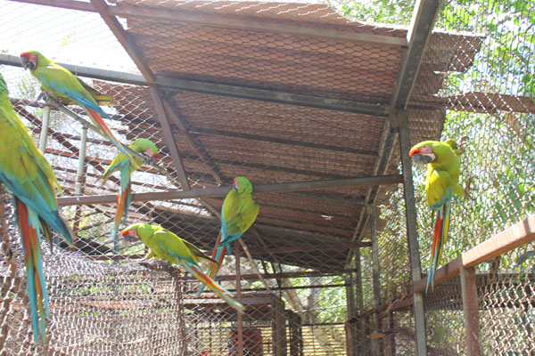 Great Green Macaw pair bonding cage