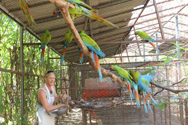 Chris Castles feeding Great Green Macaw in cage.
