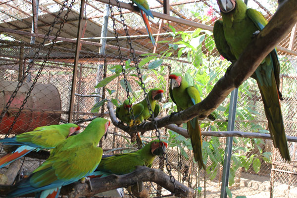 Group of Great Green Macaws in the shade.