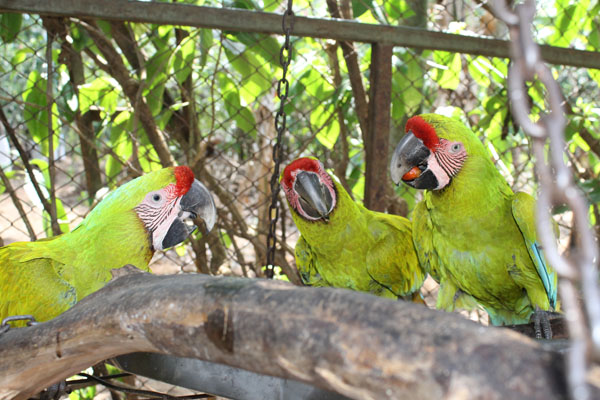 Trio of Great Green Macaws.