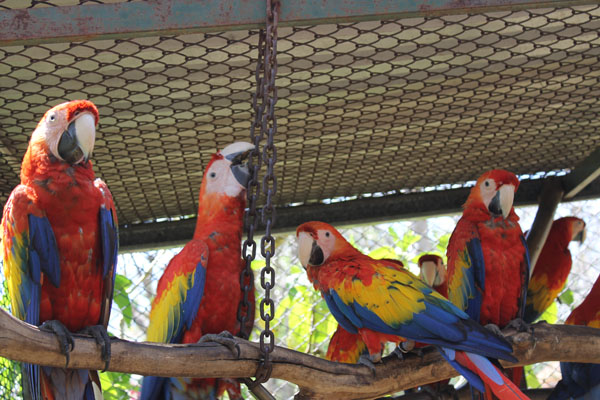 Scarlet Macaws in pair bonding cage.