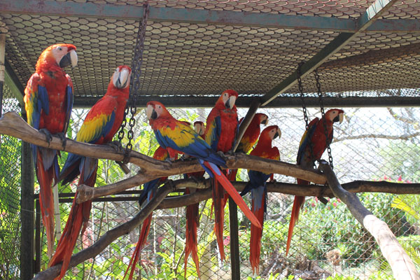 More Scarlet Macaws in pair bonding cage.