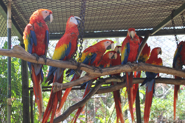 Fleet of Scarlet Macaws in pair bonding cage.
