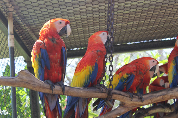 Central American Scarlet Macaw is slightly smaller and has more yellow colour on wing coverts compared to South American counterpart, which has more green on wing
