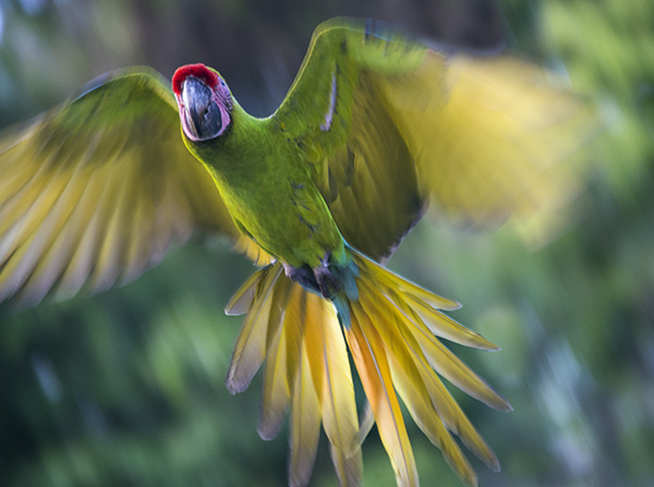 Great Green Macaw soaring overhead.
