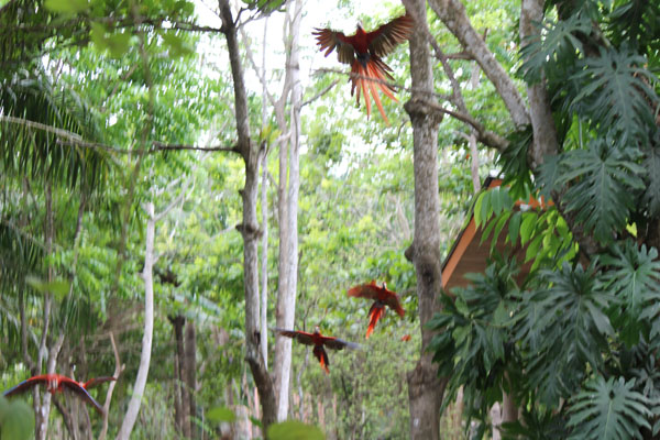 Scarlet Macaws dive-bombing towards feeding station.