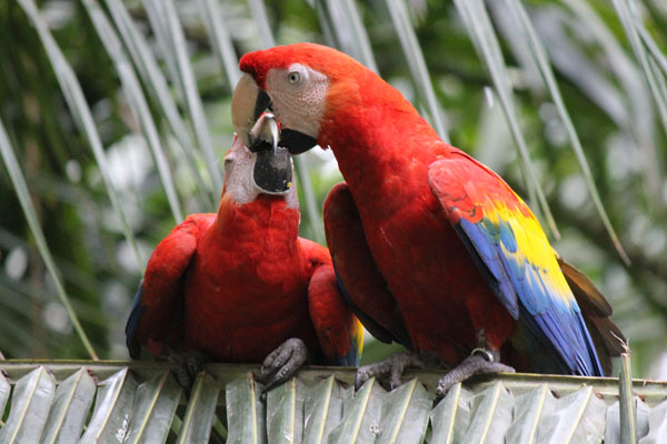 Male Scarlet Macaw feeding female for pair bonding. Male was captive bred at El Manantial.