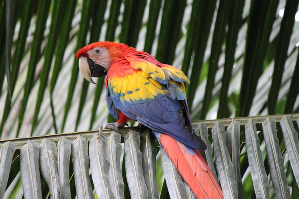Closeup of Scarlet Macaw on palm frond.