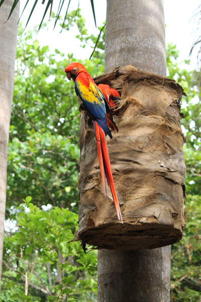 Scarlet Macaws at nesting site, one of a dozen nesting sites at the centre. All nesting sites were occupied by a pair of Scarlets, indicating a successful breeding program.