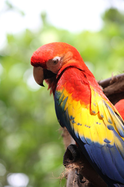 Closeup of Scarlet Macaw. Dietary requirements obviously being met, as there were no stress bars on feathers, and excellent coloration from wild fruit pigments